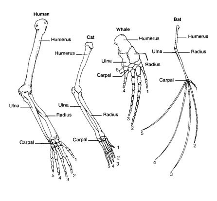 Comparative Anatomy Worksheets
