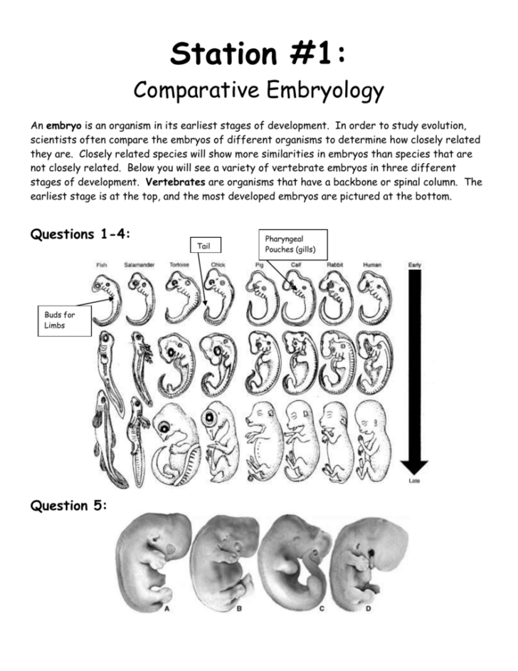 Comparative Anatomy Worksheets Anatomy Worksheets