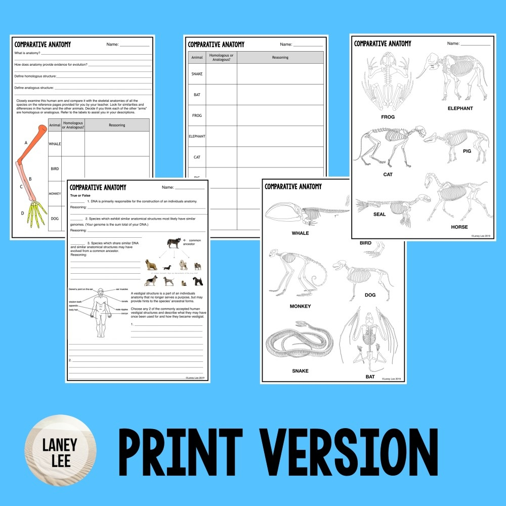 Comparative Anatomy Worksheets Printable Worksheets