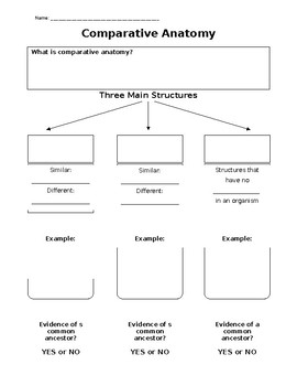Comparative Anatomy Worksheets
