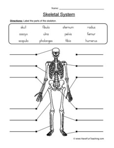 Comparative Skeletal Anatomy Worksheet Answers Anatomy Worksheets
