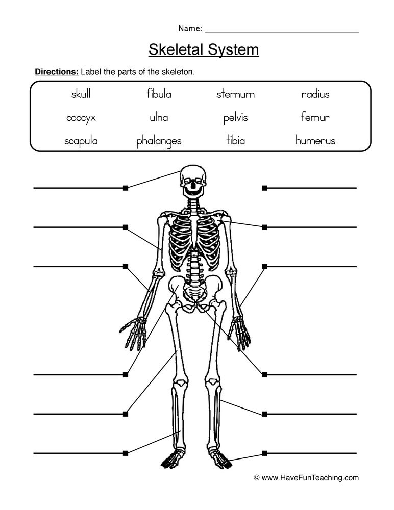 Comparative Skeletal Anatomy Worksheet Answers Anatomy Worksheets