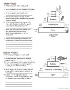 Comparing Ecological Pyramids Worksheets Library