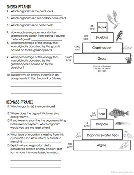 Comparing Ecological Pyramids Worksheets Library