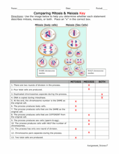 Comparing Mitosis And Meiosis Worksheet Key 651825 Free Worksheets