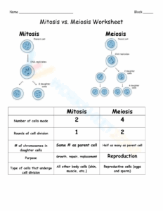 Comparing Mitosis Meiosis Resources Middle School Science Blog