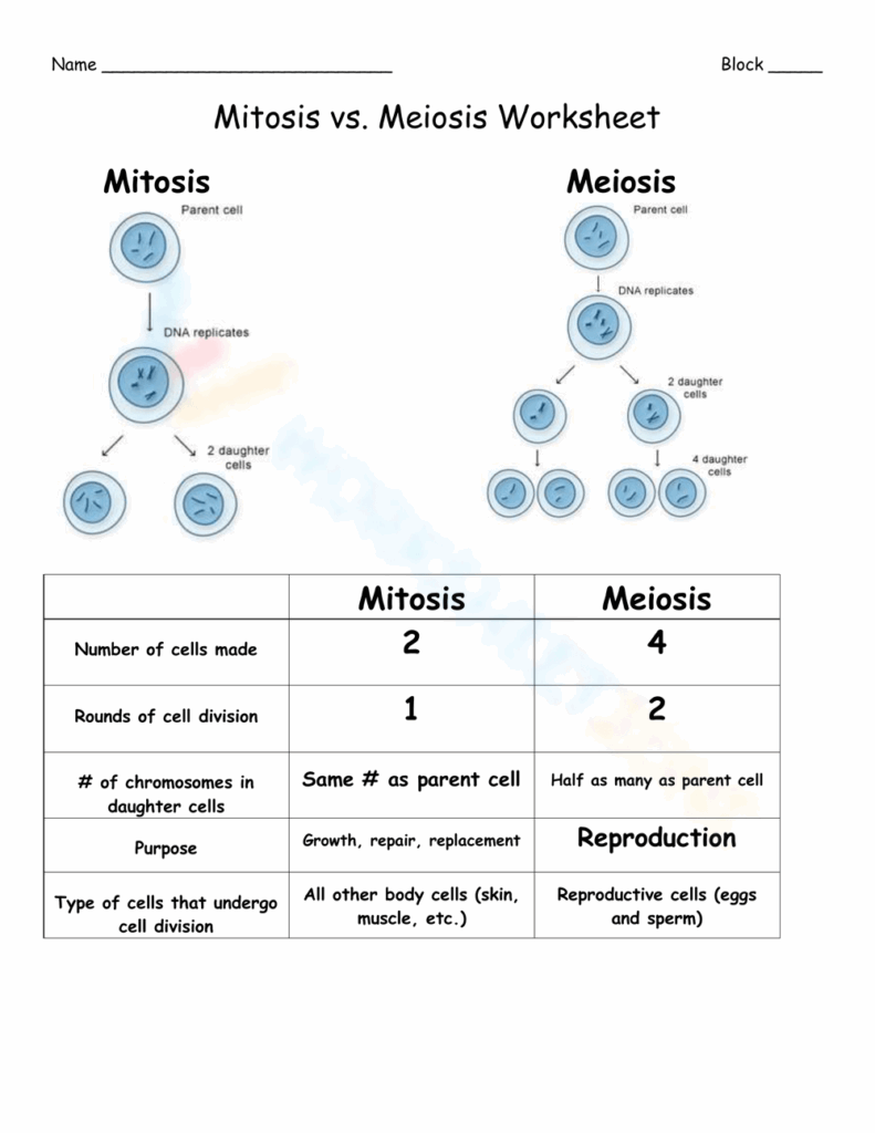 Comparing Mitosis Meiosis Resources Middle School Science Blog 