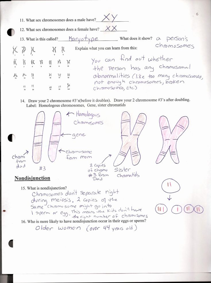 Complete Dominance Mendelian Genetics Worksheet