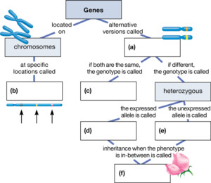 Complete This Concept Map To Help You Review Some Key Concepts Of