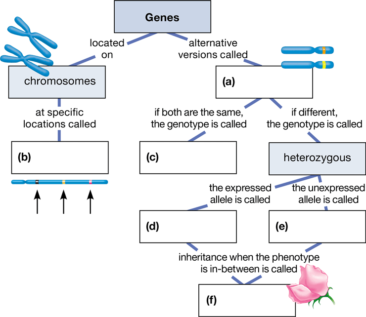 Complete This Concept Map To Help You Review Some Key Concepts Of 