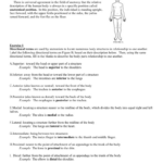 Comprehending Anatomy And Physiology Terminology Worksheet Anatomy 