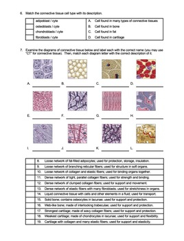 Connective Tissue Types Anatomy Worksheet On Collagen Elastic Reticular 