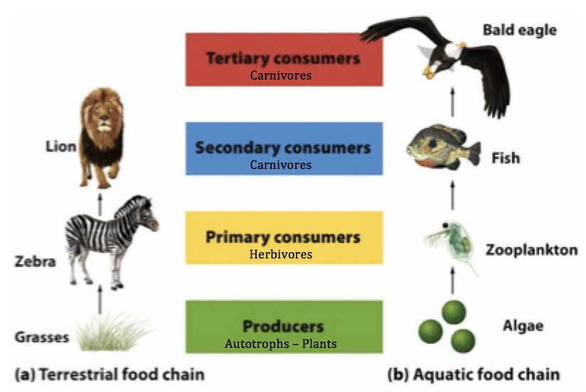 Consumers In Ecosystem