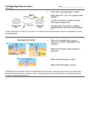 Copy Of Cell Signaling Pathways Basics docx Cell Signaling Pathways 