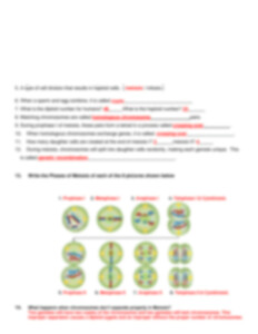 Copy Of Meiosis Worksheet 1 pdf Meiosis Worksheet Mackenzie
