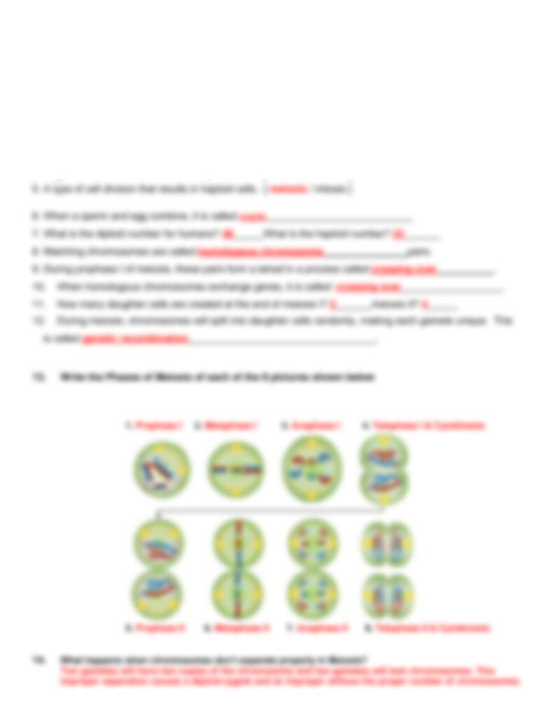 Copy Of Meiosis Worksheet 1 pdf Meiosis Worksheet Mackenzie 
