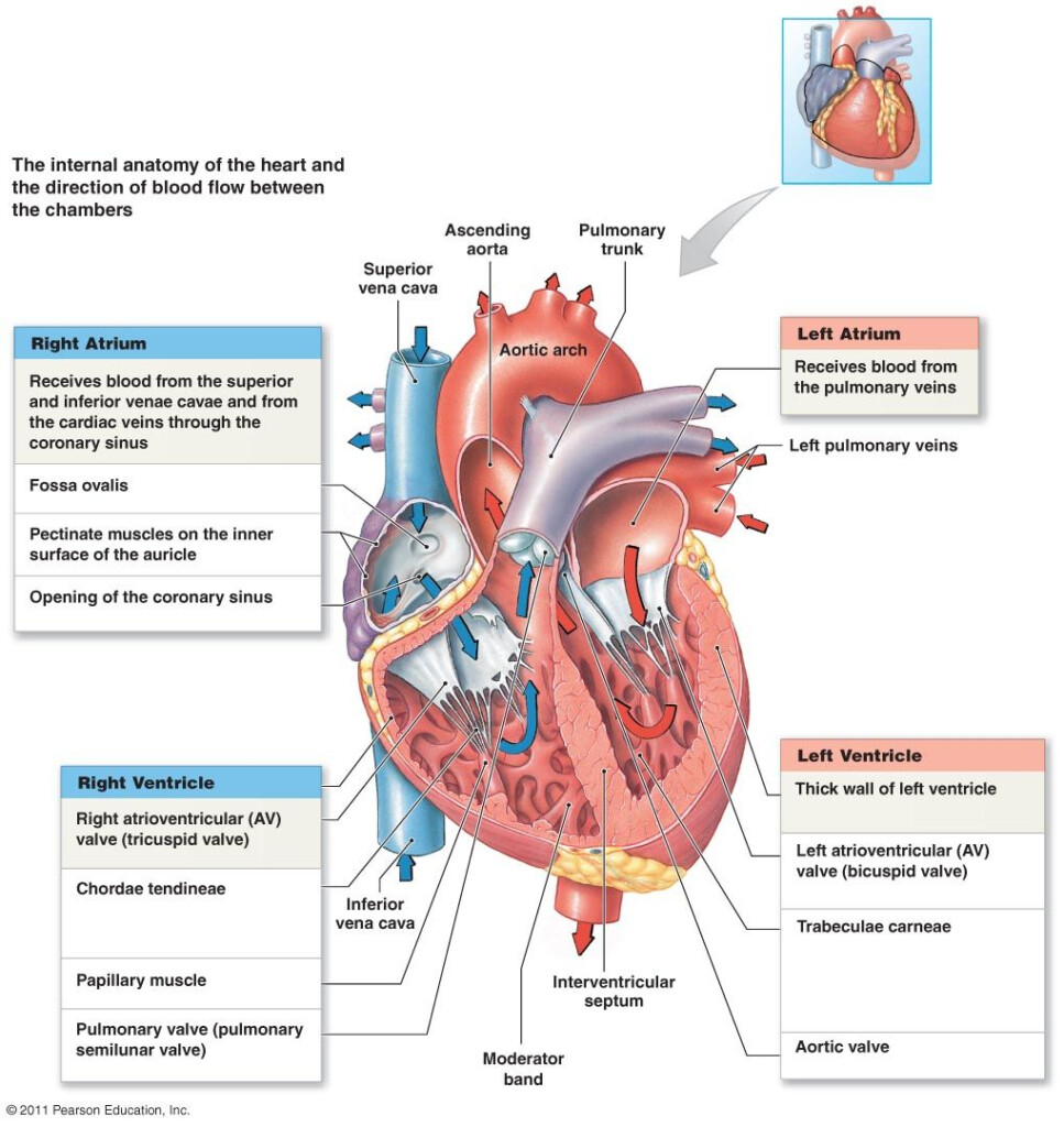 Coronary Circulation Diagram Coronary Artery Circulation Diagram 