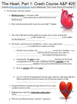Crash Course Anatomy Physiology 25 The Heart Part 1 Worksheet