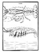Crayfish Anatomy And Simulated Dissection Worksheet By Biology Buff