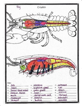 Crayfish Anatomy And Simulated Dissection Worksheet By Biology Buff