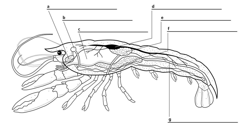 Crayfish Anatomy Worksheet Anatomy Worksheets