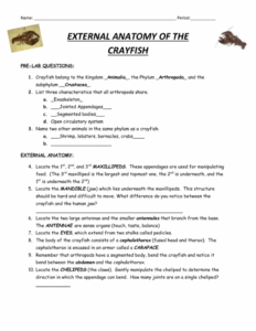 Crayfish Dissection Worksheet Crayfish Anatomy And Simulated