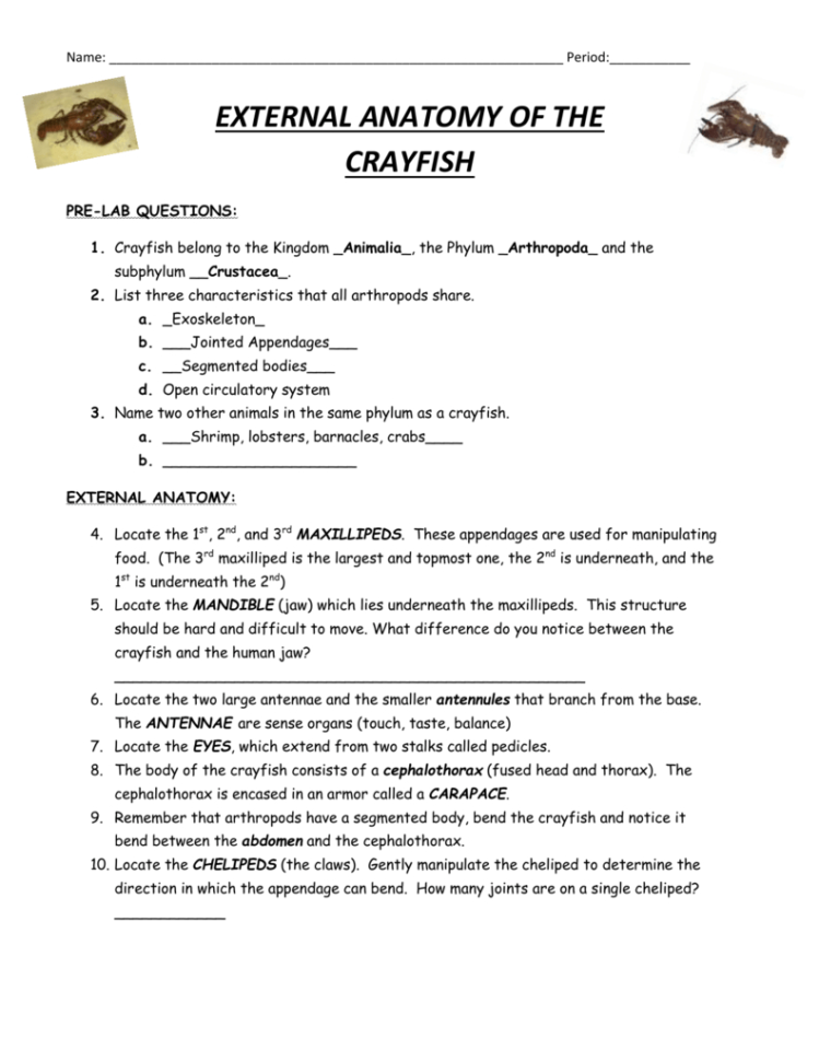 Crayfish Dissection Worksheet Crayfish Anatomy And Simulated