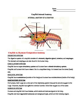 Crayfish Internal Anatomy Labeling WS By Rebecca Davis TPT