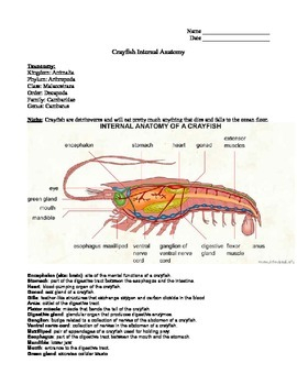 Crayfish Internal Anatomy Labeling WS By Rebecca Davis TPT