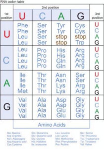 Decoding The Elements Of Your Genetic Code Biology Worksheet