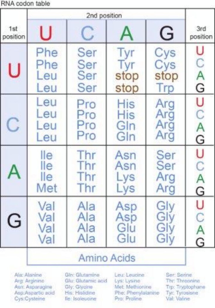 Decoding The Elements Of Your Genetic Code Biology Worksheet 