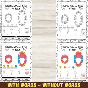 Dental Anatomy Labeling Worksheet For Different Types Of Teeth With 