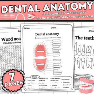 Dental Anatomy teeth Labeling Worksheets Definition Coloring Word Search