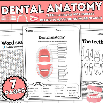 Dental Anatomy teeth Labeling Worksheets Definition Coloring Word Search