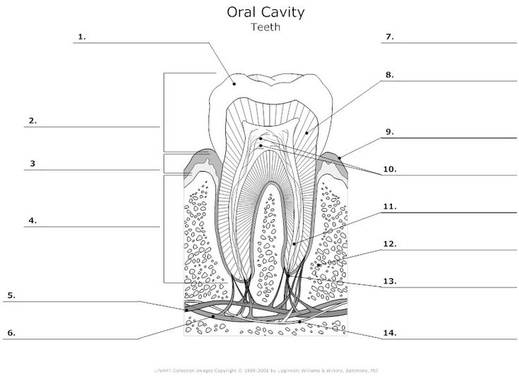 Dentistry Anatomy Of A Tooth Worksheet