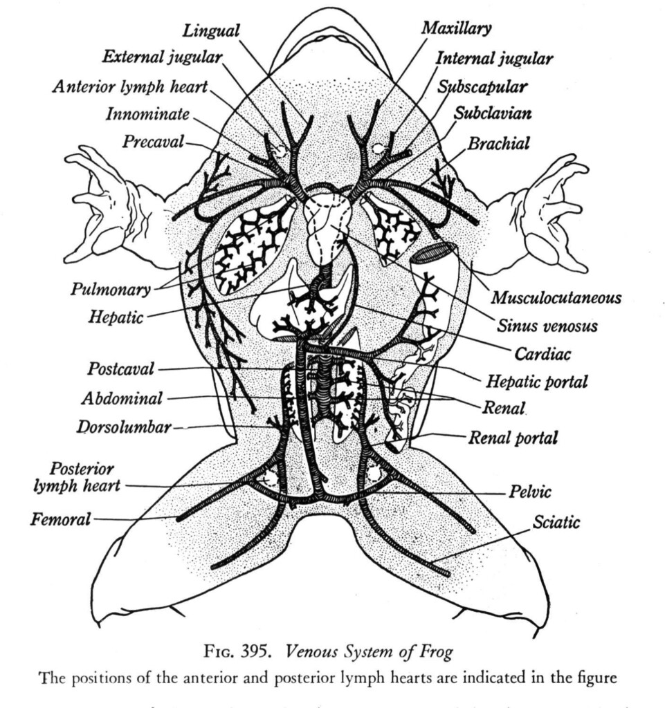 Diagram Of The Inside Of A Frog