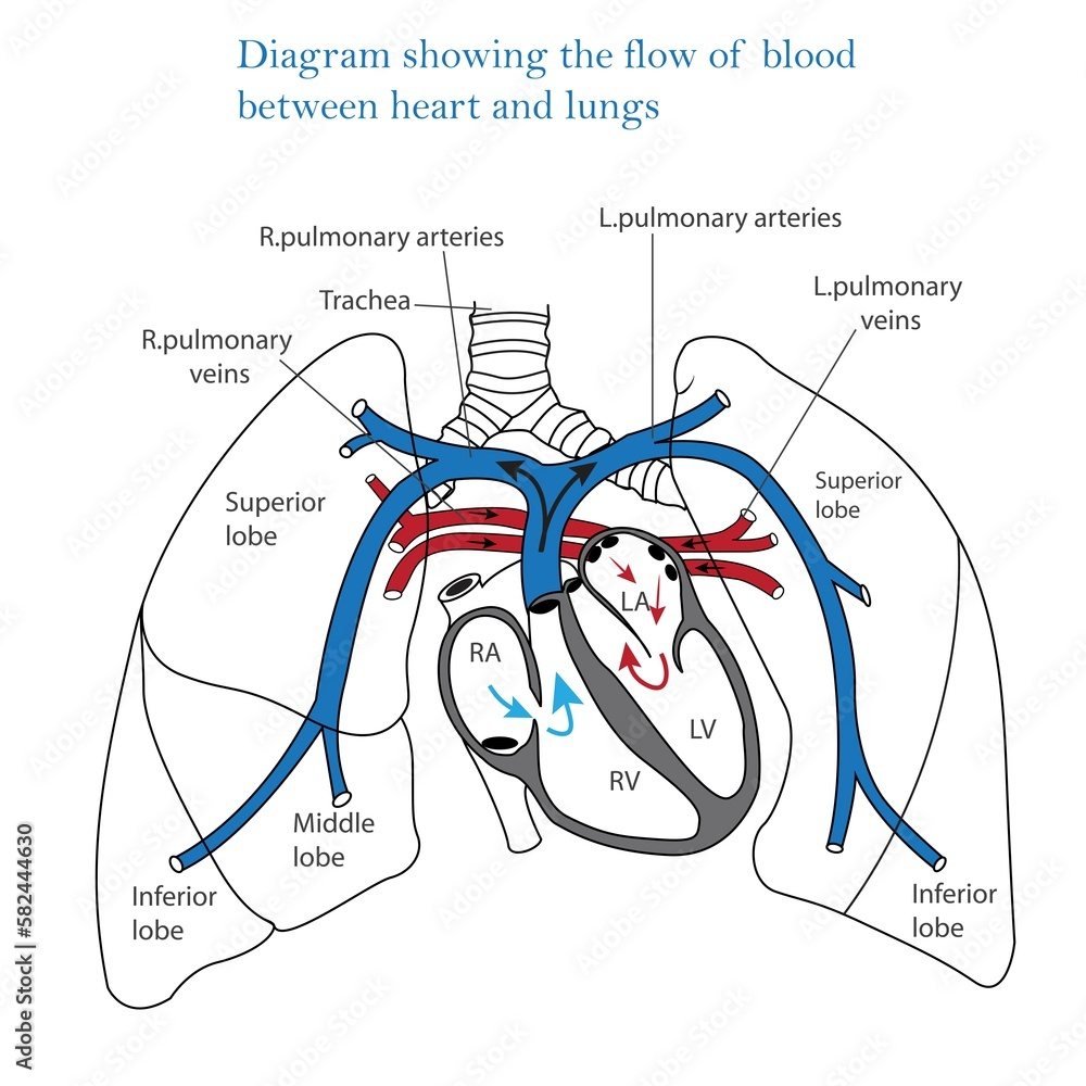 Diagram Showing Flow Of Blood Between Heart And Lungs Human Heart And 