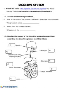 Digestive Anatomy Worksheet Anatomy Worksheets