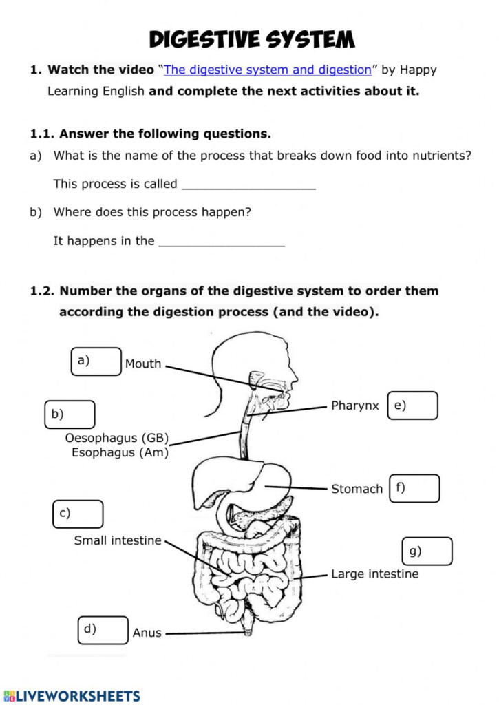 Digestive Anatomy Worksheet Anatomy Worksheets