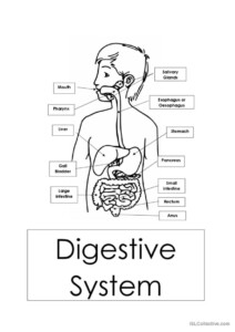 Digestive System Diagram For Kids Worksheet