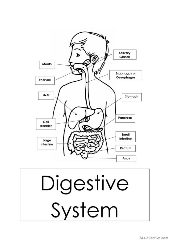 Digestive System Diagram For Kids Worksheet