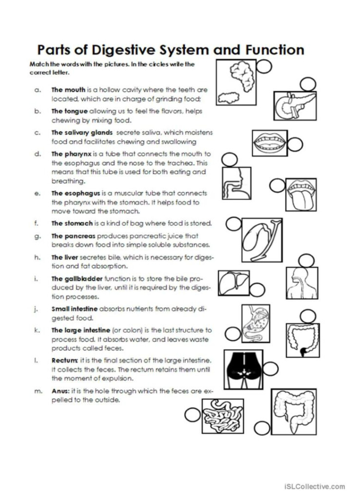 Digestive System Free Printable Tests And Worksheets Worksheets 