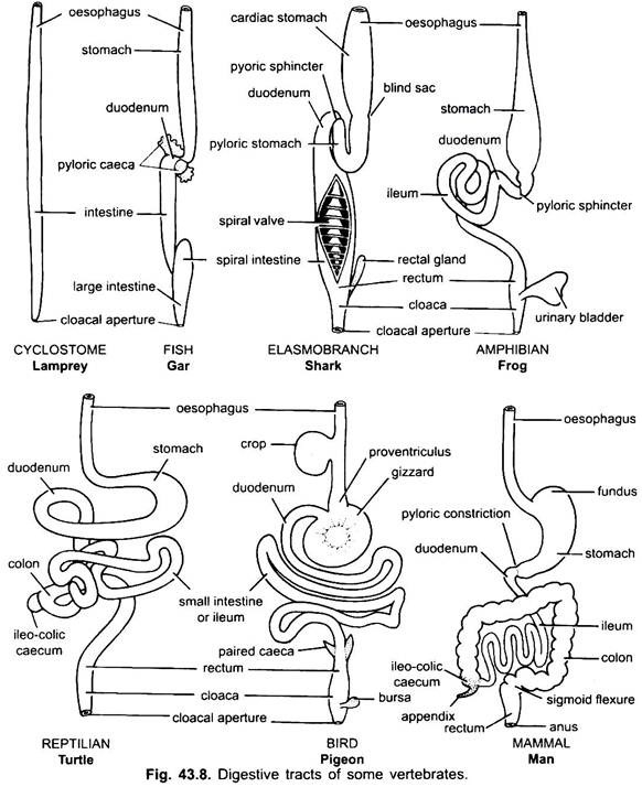 Digestive System Of Vertebrates With Diagram Chordata Zoology