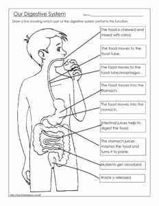 Digestive System Worksheet Anatomy Function