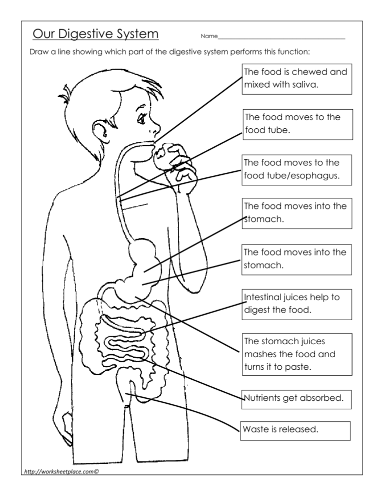 Digestive System Worksheet Anatomy Function