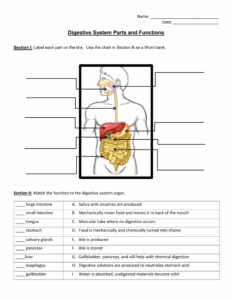Digestive System Worksheet Parts Functions