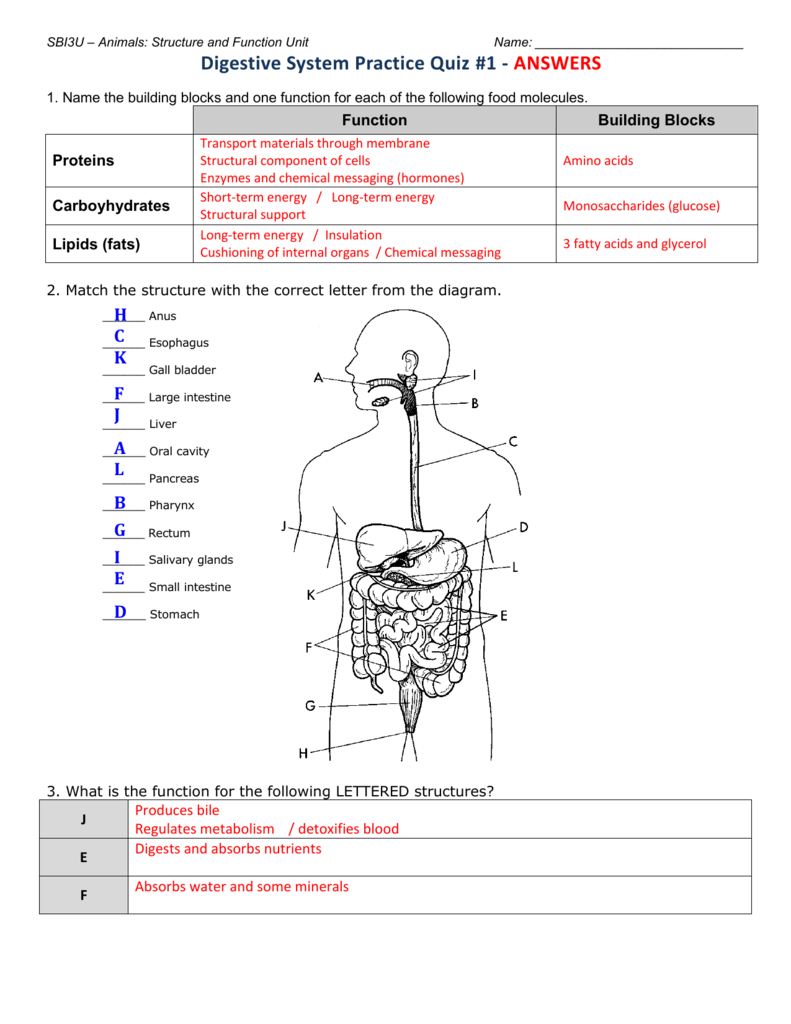 Digestive System Worksheet With Answers Thekidsworksh Vrogue co