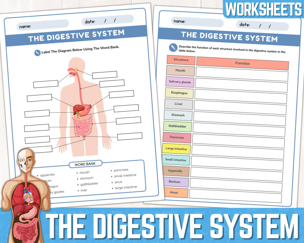Digestive System Worksheets Parts Of The Digestive System Digestive 
