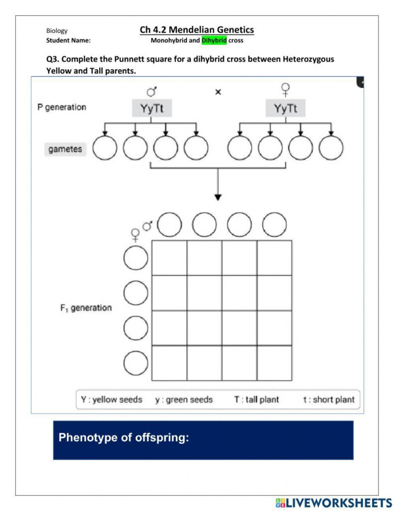 Dihybrid Cross Worksheet Live Worksheets Worksheets Library