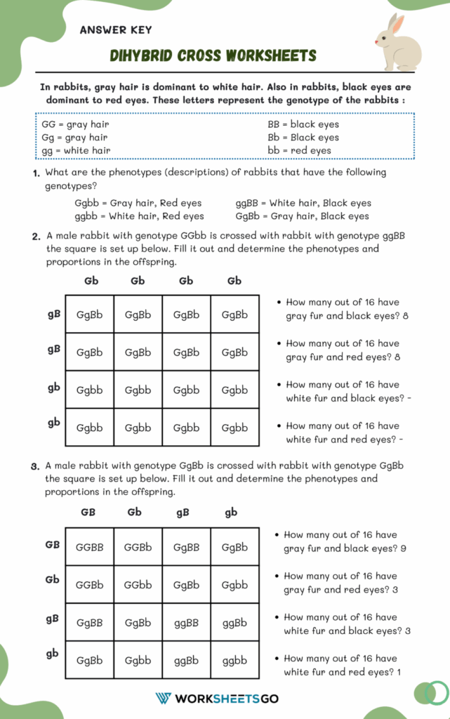 Dihybrid Cross Worksheets WorksheetsGO